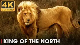 Legendary Lion king SIMBA and His Five Sons (Full Stories) | Nature Animal Documentary