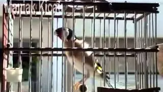 Kompilasi Suara Kicau Burung Masteran Part 3
