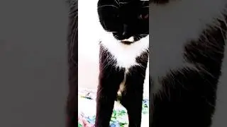 #мурка