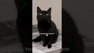 You got this, beetch!!!😤🤌 #funnyvideos #funnycats #cats #memes #shorts #funny #comedy #blackcats