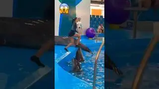 Girl vs Dolphin 😲 mins Blowing #trending #adventure #viral #shortsfeed #water #shorts