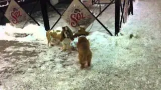 Dogs talk