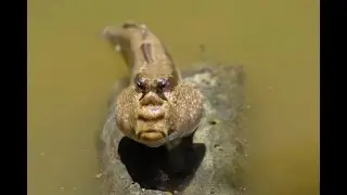 Top 18 Strangest Animals You Won't Believe Exist! #StrangestAnimals #RareCreatures #NatureWonders