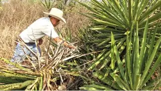 Mezcal de Oaxaca. #EmpresasMexicanas