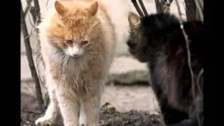 Веселые животные