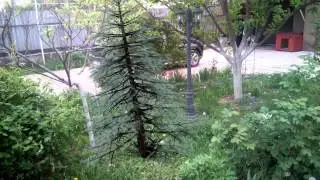 Blue fir tree (spruce) in After effects