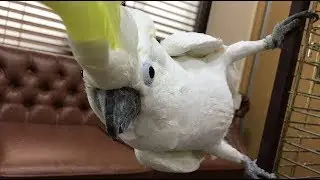 Какаду Кирюня наказывает девочку которая берёт его фрукты