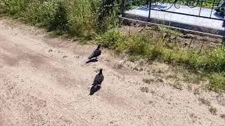 09.07.2024. Syktyvkar. Верхнечовское кладбище.