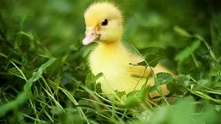 [Vegetable and El Mandarin] - DUCKS GO TO BATTLE