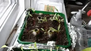 Beetroot Timelapse