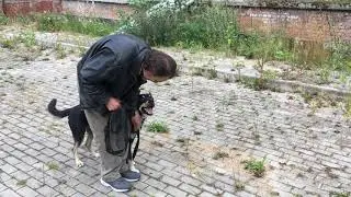 Добрый строгий ошейник 2