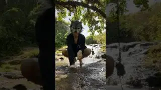A fox doing the macarena￼?!? 