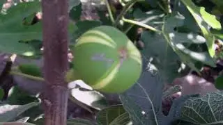 Инжир Панч  Кадота