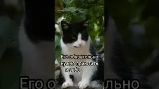 Черно белый кот 🖤🤍