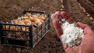 NEVER Plant a Potato Without It! When planting potatoes, sprinkle a handful of this product!