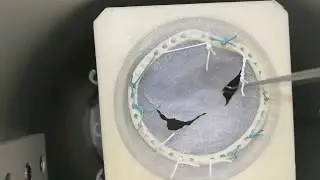 Mitral Valve Repair Simulator with Silicone Valves V1.0