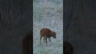 Baby Bison Steps Away From Mother #wildlife  #wildlifephotoghraphy #animalphotos #animalpictures