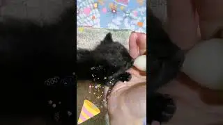Афина уже не хочет 