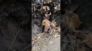 8 марта Вешенка 