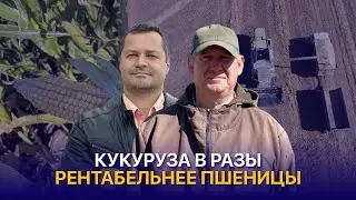 Выращивать кукурузу выгоднее, чем заниматься пшеницей — ТОО Заградовское