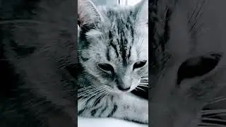 Сёма на сцене