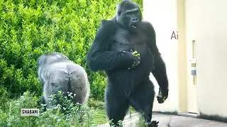 Gorillas Cheered Up by Seeing the Elderly Female Nene | The Shabani’s Group