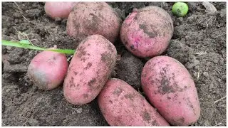 Новый сорт картошки, опять картошка...