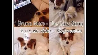 Bruno Mars - The Lazy Song - fan music video - dog version 🐶