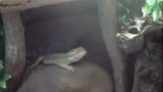MES POGONAS QUI MANGE