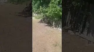 Здорово, индюки😊
