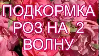 РОЗЫ. ОТЛИЧНОЕ УДОБРЕНИЕ ДЛЯ РОЗ НА ВТОРУЮ ВОЛНУ. РОЗА ДИНКИ.