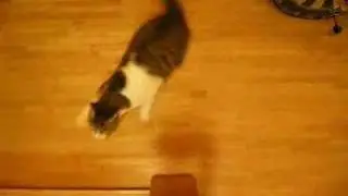 WRC Cat