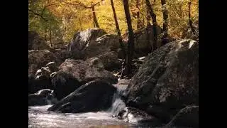 Nature Lover
