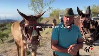 Bodega Cuatro Vientos - Jornada de labranza con mulos en Albondón