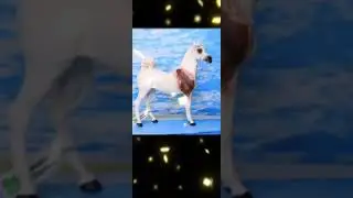 Wia horse