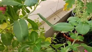 Small Garden and Flowers