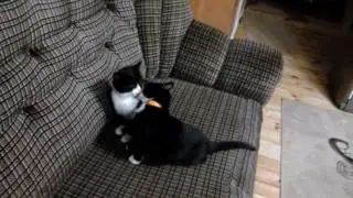 Кошачья любовь o (∩ ω ∩) oo (∩ ω ∩) oo (∩ ω ∩) oo (∩ ω ∩) o