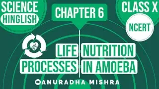 Nutrition In Amoeba | Life Process | Class 10 | Chapter 6 | Science