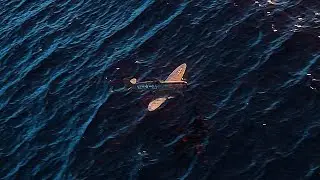 Spitfire I Rendering in Blender 3D I Cycles and Eevee I 3.4
