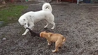 ГРУЗИНСКАЯ ГОРНАЯ СОБАКА (НАГАЗИ) 🐾 Полевая-АФИНА 🐾 Белый-ХОДА🐾 Игры Волкодавов 🐾