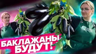 ALL ABOUT GROWING EGGPLANT! What to do with eggplants in August
