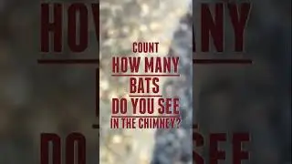BATS LOVE CHIMNEYS! How Many Do You See?