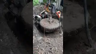 перевалка сосны кедровой сибирской май 23г