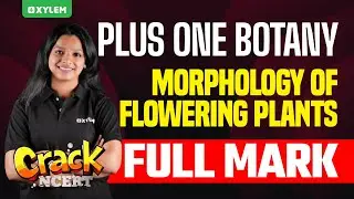 Plus One Botany | Morphology Of Flowering Plants Full Mark - Crack NCERT | Xylem Plus One