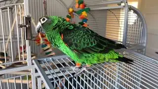 Lesser Jardines/Red Fronted Parrot (PDDM89 Channel Update: IM BACK)