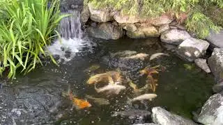 Koi pond