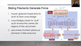 Biomechanics - Muscle Structure & Function