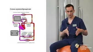 1. Как гиподинамия ведет к риску микроинсультов, инсультов и гипертонических кризов?