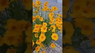 Желтая ромашка