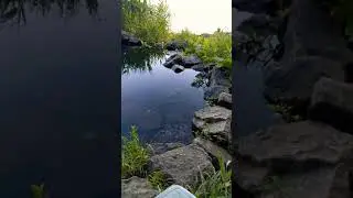 Днепр. Мой биотоп. Утро 7.08.2020.